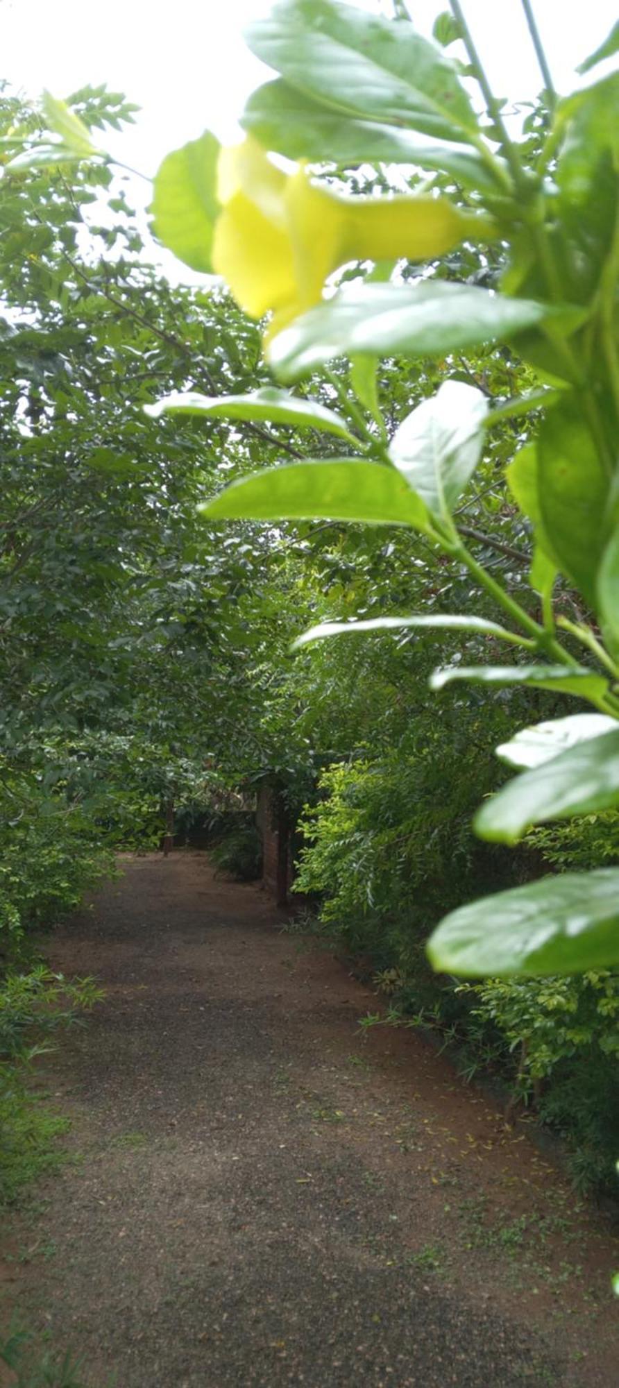 Forest Villa Nature Resort Anuradhapura Exterior foto