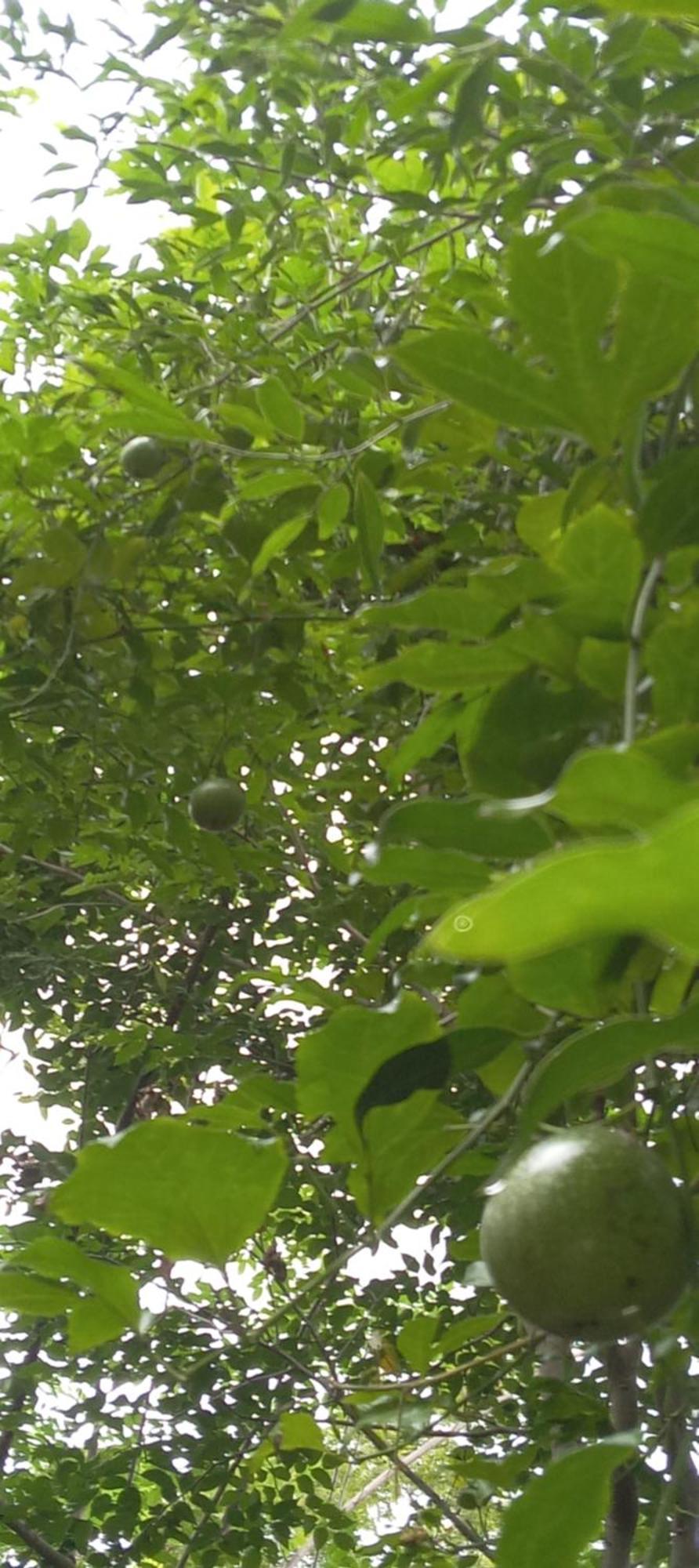 Forest Villa Nature Resort Anuradhapura Exterior foto