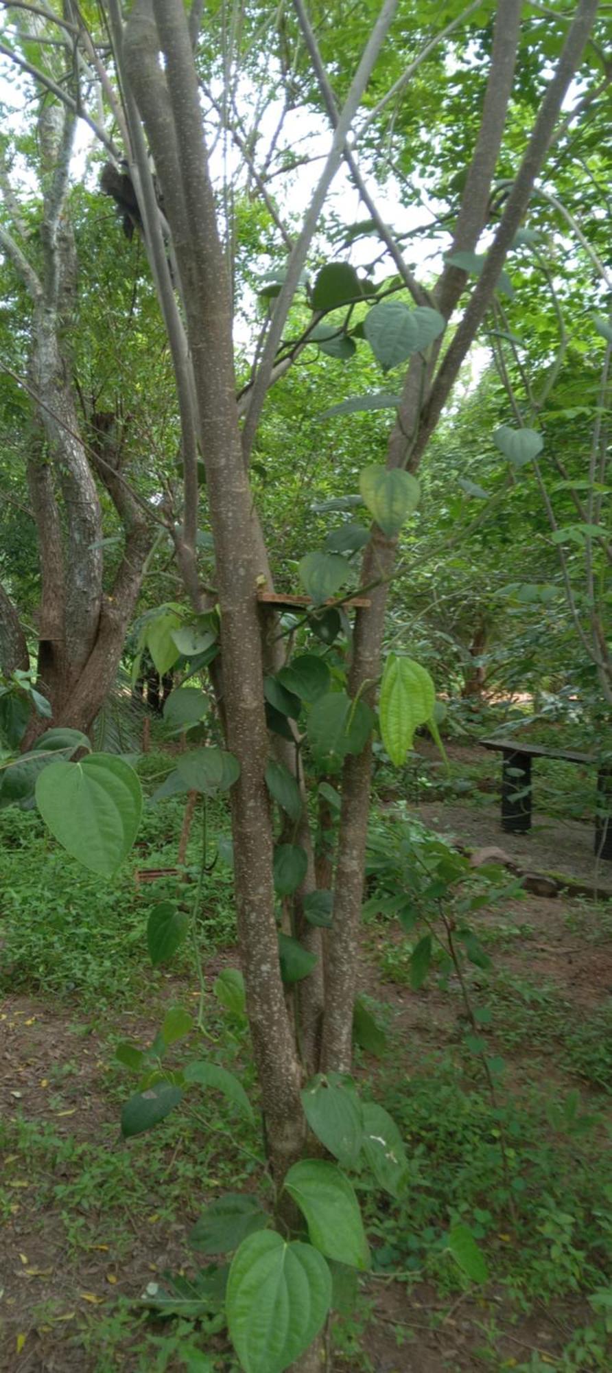 Forest Villa Nature Resort Anuradhapura Exterior foto