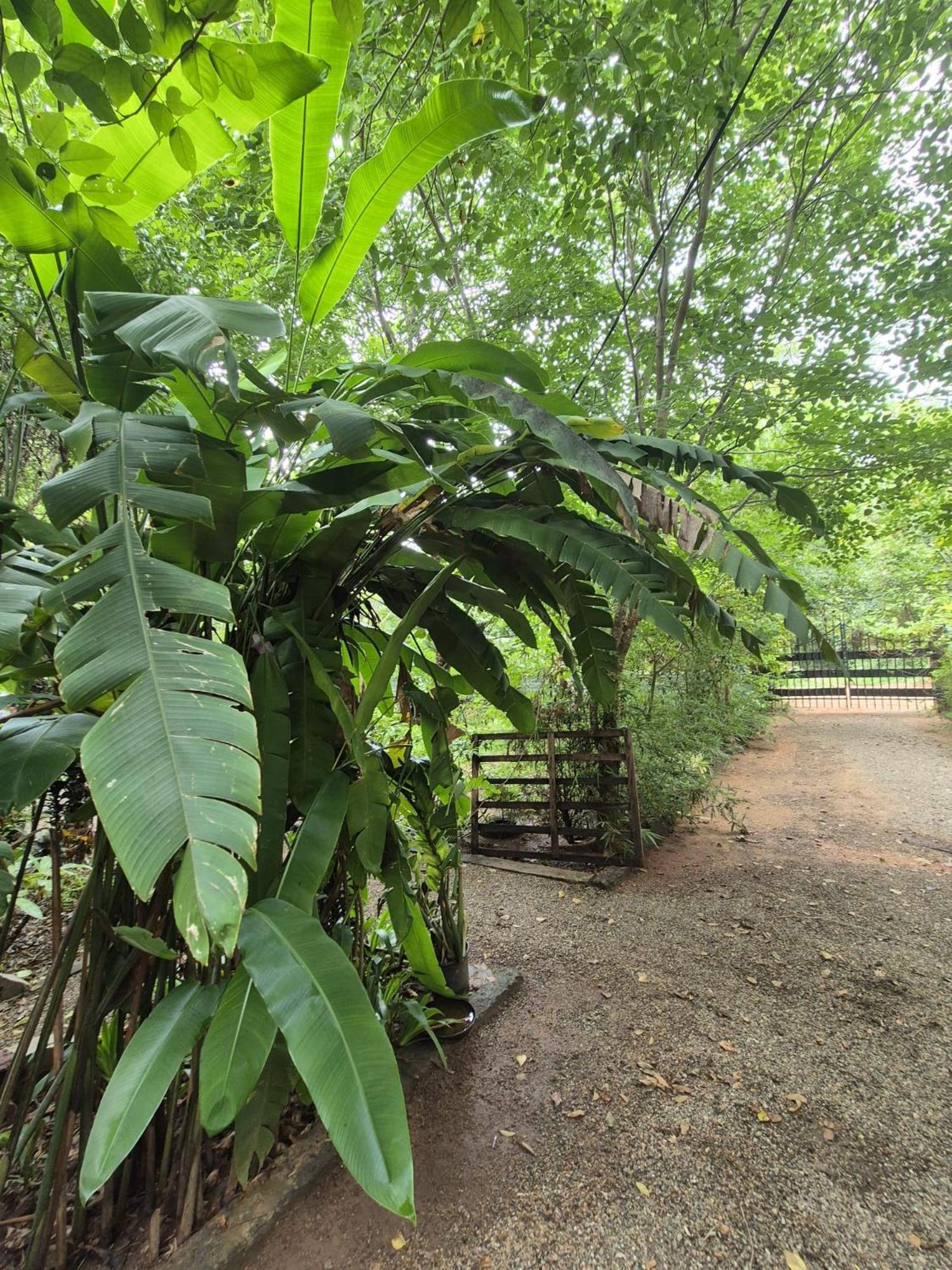 Forest Villa Nature Resort Anuradhapura Exterior foto